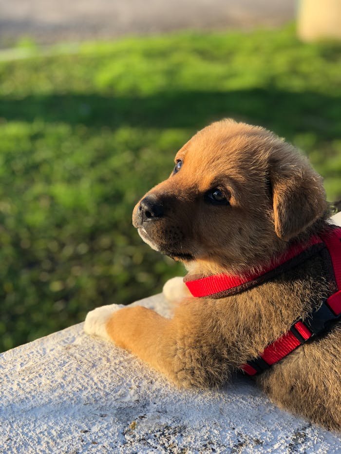 The Art of Drawing Readers In: Your attractive post title goes here Adorable puppy wearing a harness basks in the sunlight outdoors, showcasing its fluffy coat.
