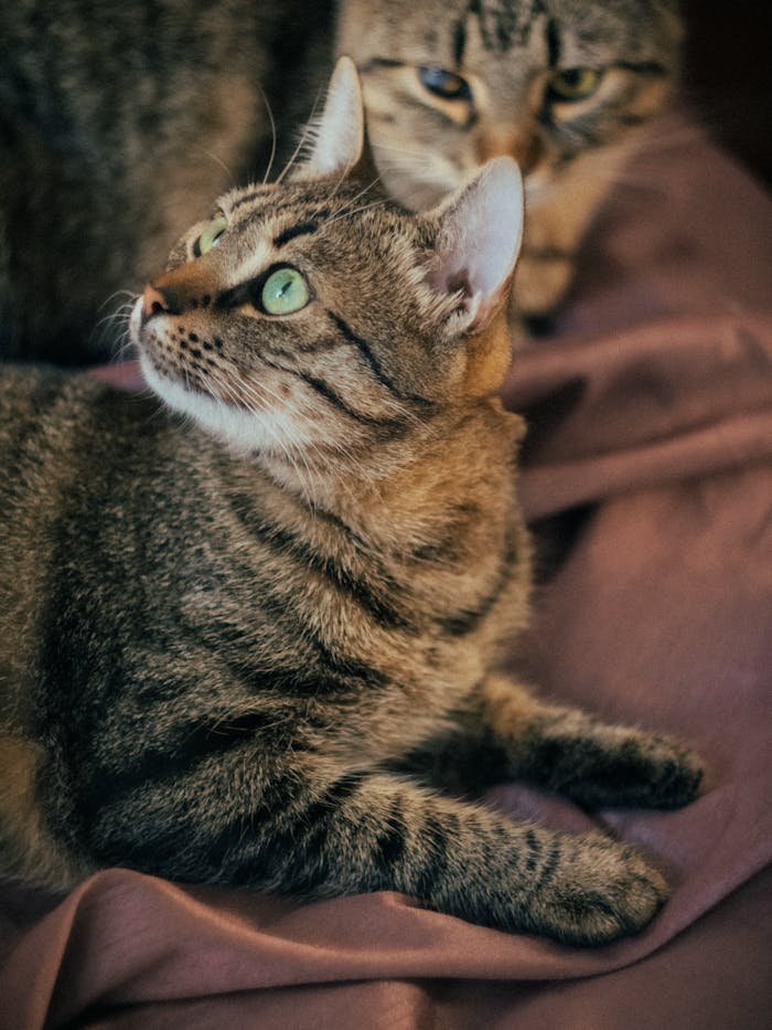 Intimate close-up of two tabby cats with striking green eyes on a soft purple blanket.