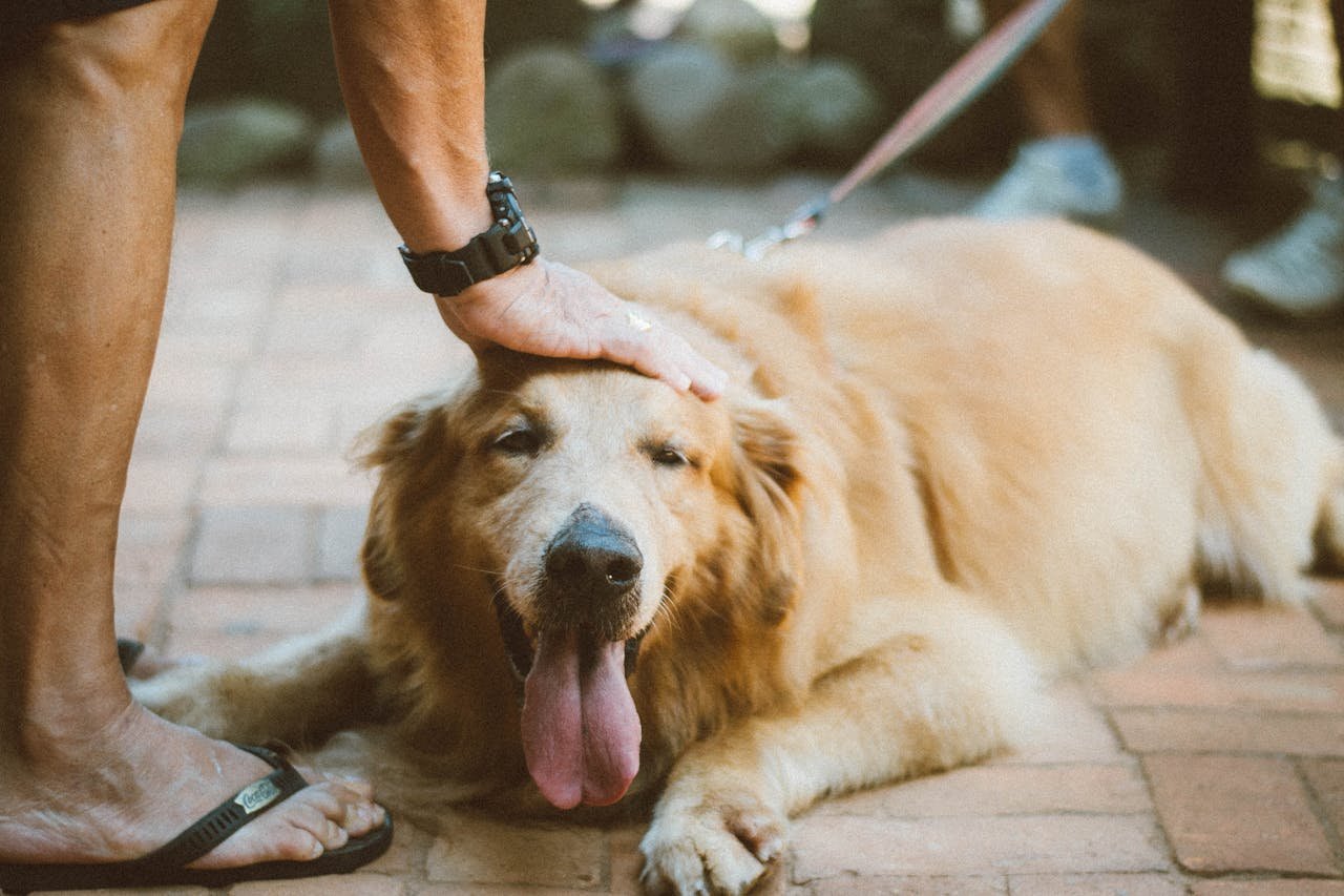 Mastering the First Impression: Your intriguing post title goes here A Golden Retriever being petted while lying outdoors, showing love and relaxation.