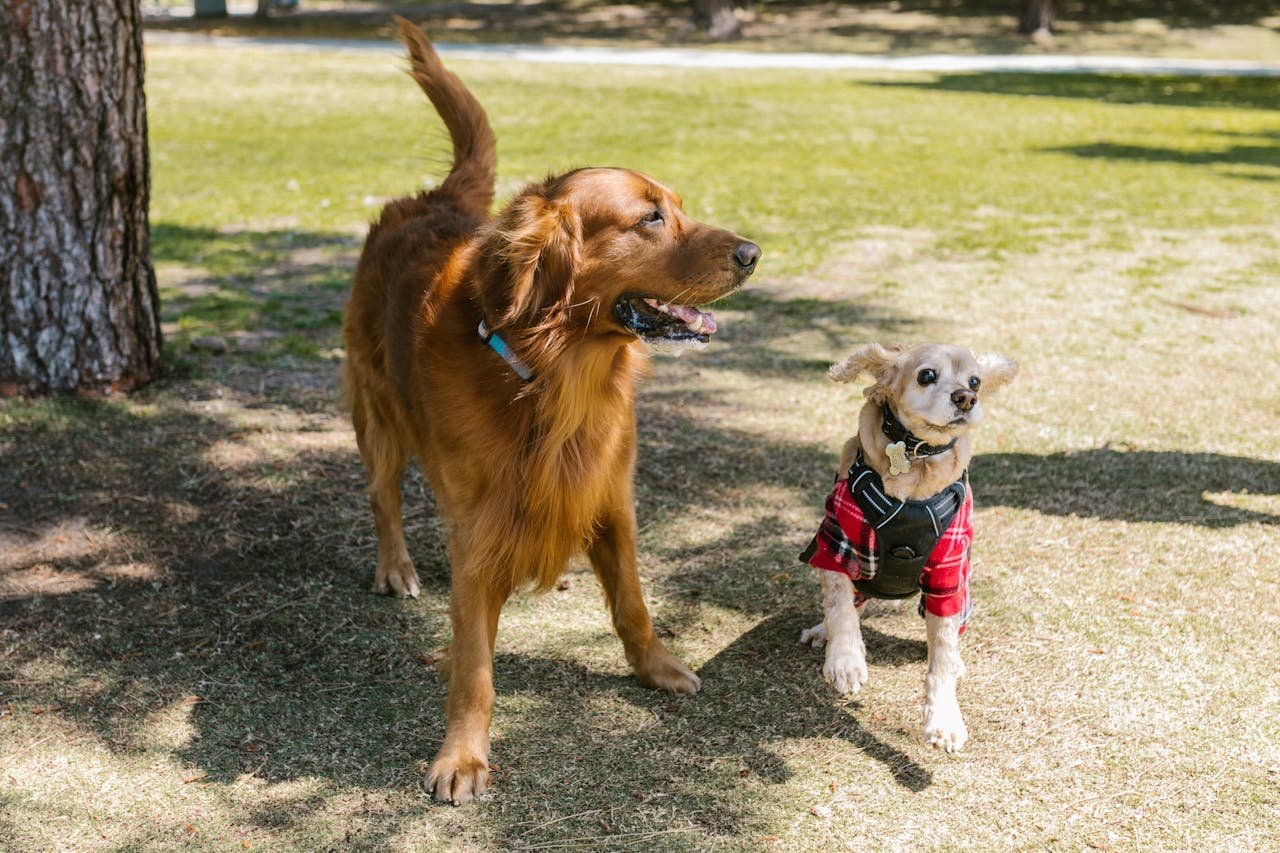 A golden retriever and cocker spaniel enjoying a sunny day outdoors in a park.