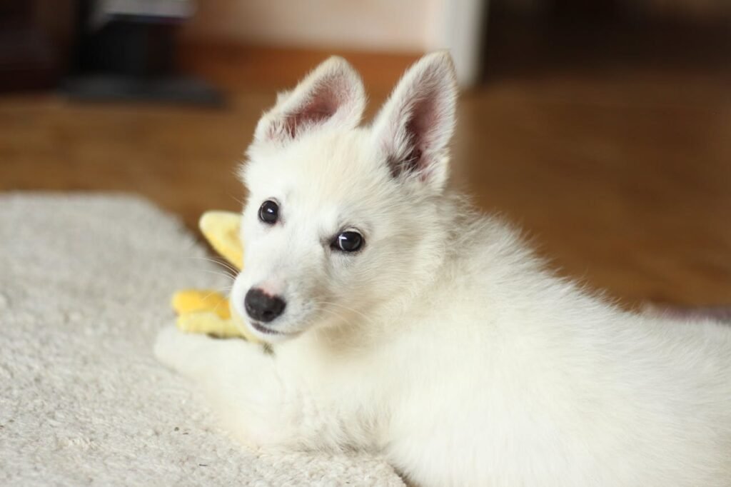A cute white puppy relaxing on a carpet indoors, looking at the camera.
